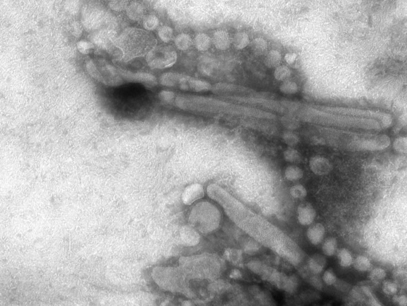 Китайские ученые объяснили механизм заражения птичьим гриппом H7N9
