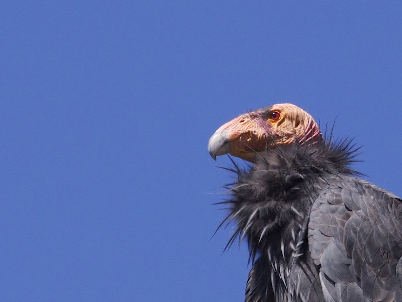 Птенец калифорнийского кондора стал сюрпризом для биологов