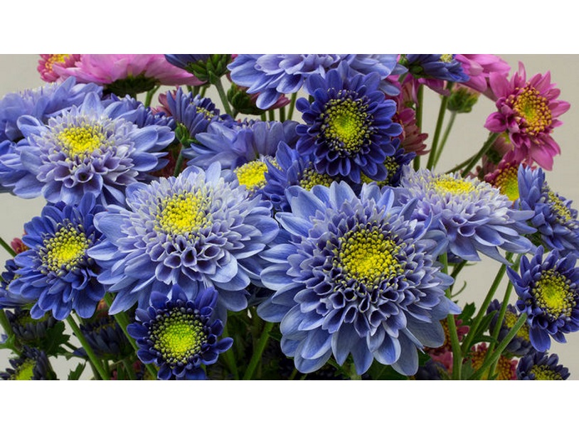 Генетики создали синюю хризантему