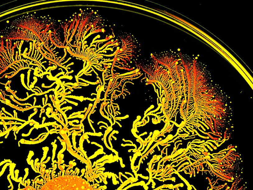 Колонии бактерий. Paenibacillus dendritiformis бактерии. Картины бактериями. Фракталы бактерии. Древние микробы.