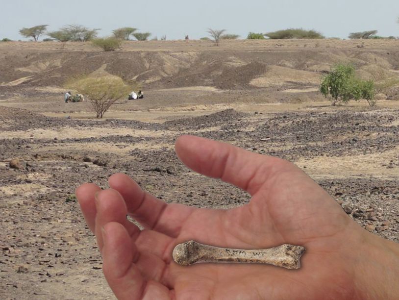 Границу ловкости Homo erectus отодвинули на 600 тысяч лет назад
