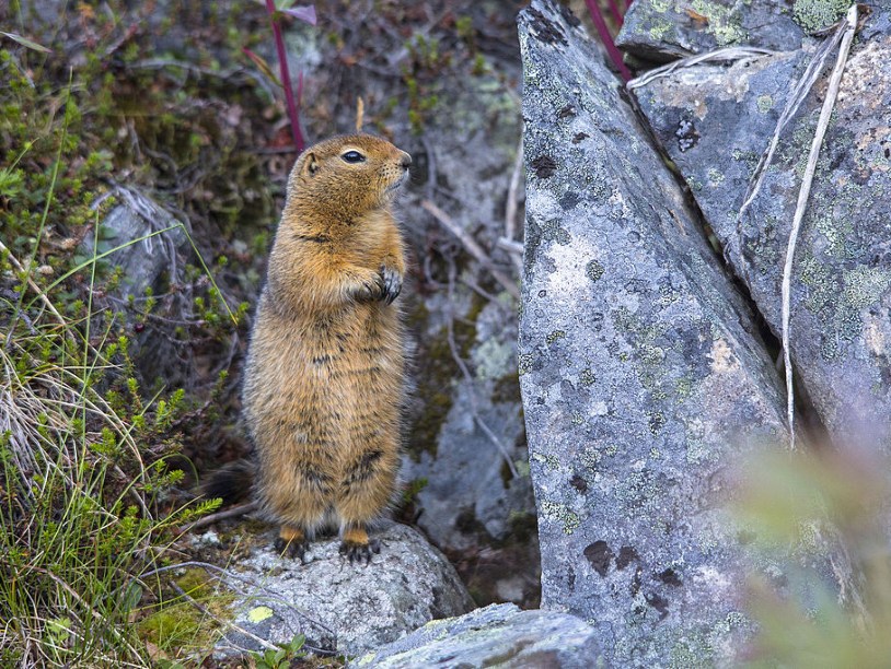 Еврашку с острова Чирикова могут признать коренным американцем