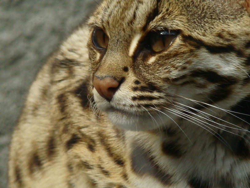Кошка была одомашнена дважды