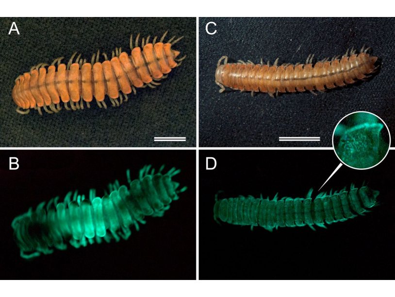Исследователи выяснили функции свечения многоножек