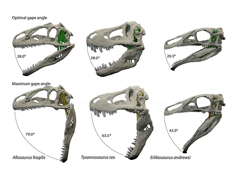Хищные динозавры раскрывали пасть очень широко