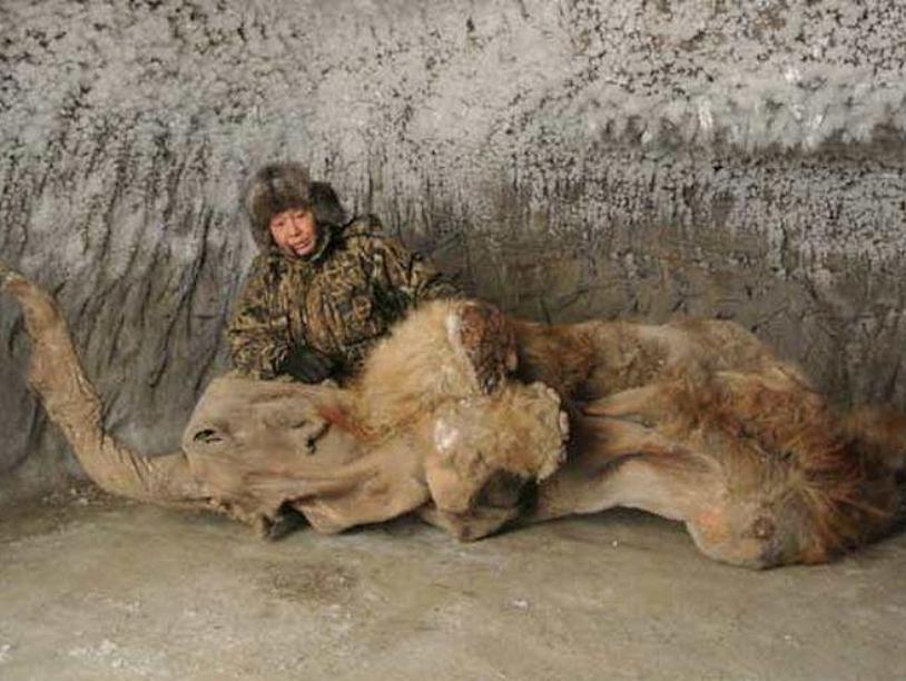 Российские ученые впервые в истории получили возможность изучить мозг мамонта