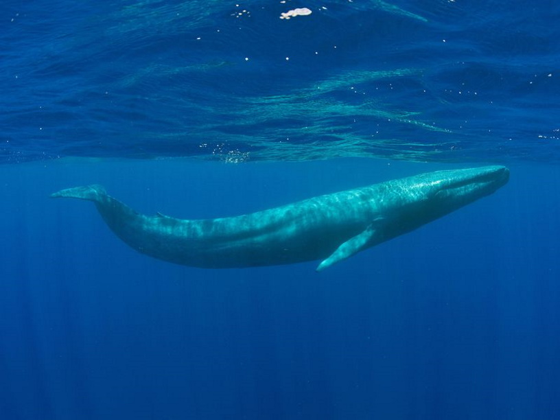 Карликовый кит. Голубой кит Balaenoptera musculus. Голубой кит 33 метра. Длина голубого кита достигает. Голубой кит улыбается.