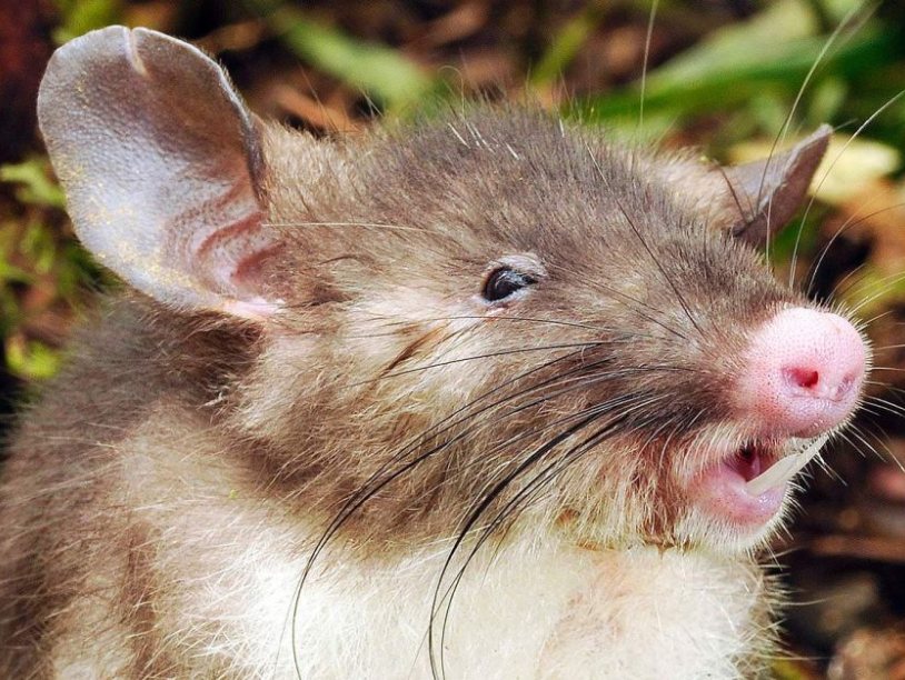 Открыт новый вид млекопитающих