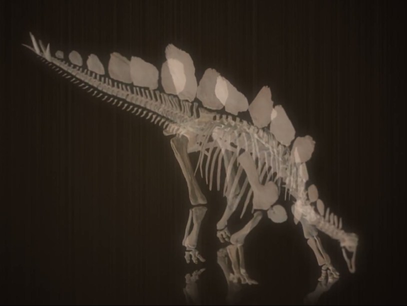 В Великобритании взвесили стегозавра