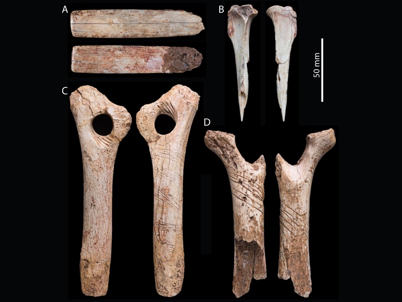 На кости возрастом 15 000 лет найдены следы ритуального каннибализма
