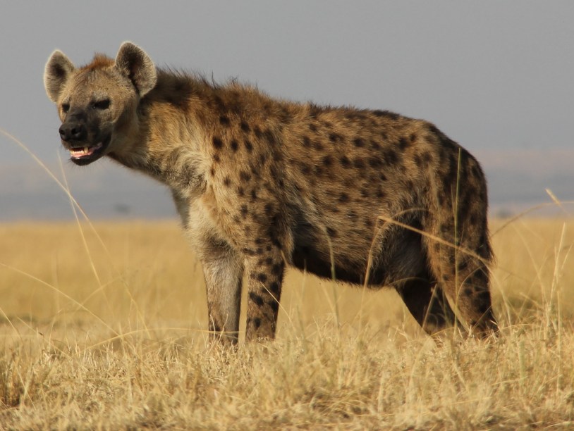 Гиены ели наших предков 500 тысяч лет назад