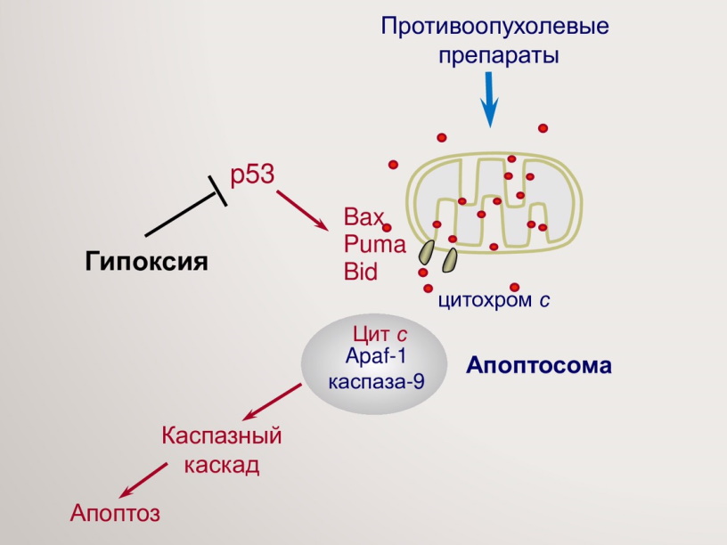 Гипоксия помогает выживать раковым клеткам