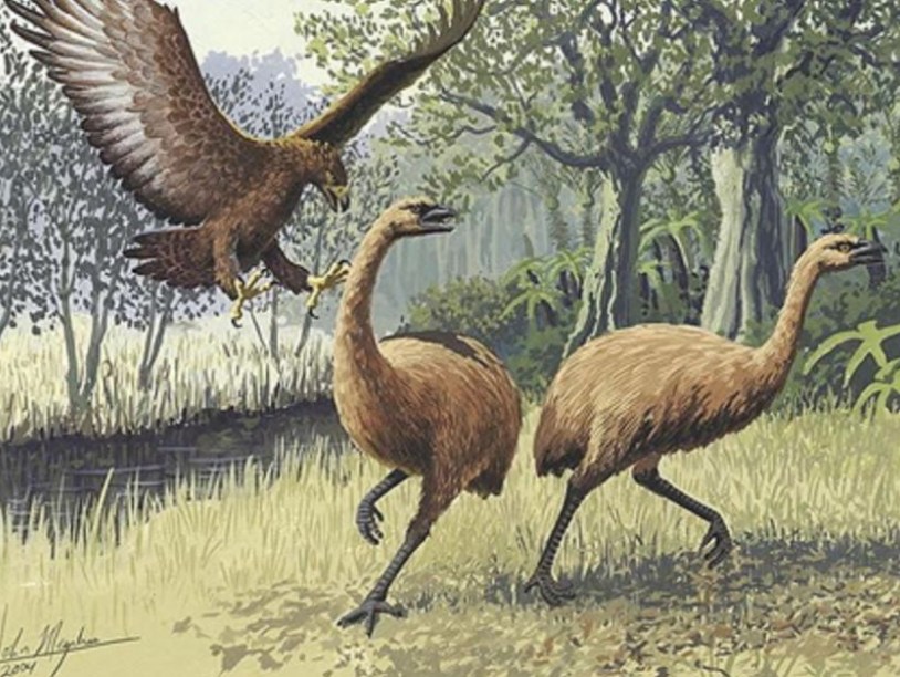 Казуары и эму не смогли бы заменить новозеландских моа