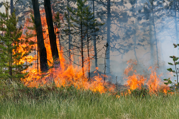 Счетная палата подсчитала лесные пожары