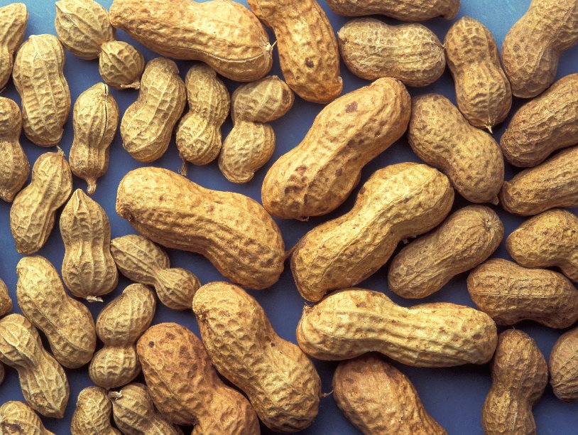 В Боливии найден предок культурного арахиса