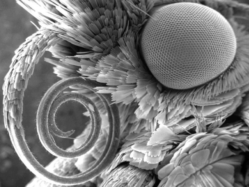 Изобретена технология, сохраняющая жизнь объектам съемок электронных микроскопов