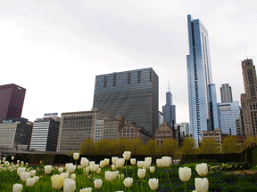 Культура & города: Chicago, Millennium Park