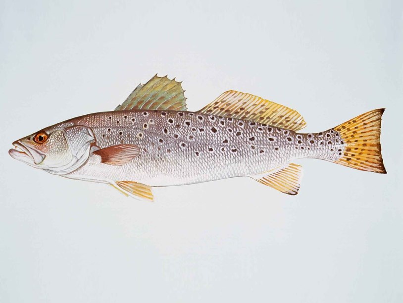 Ураган Харви не помешал нересту пятнистых горбылей на востоке США