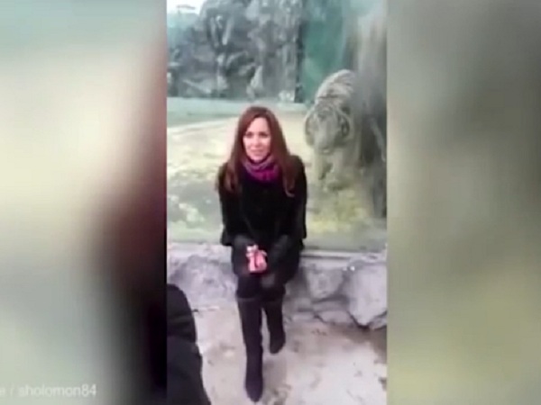 Видео дня. Cтекло спасает посетительницу зоопарка от тигра