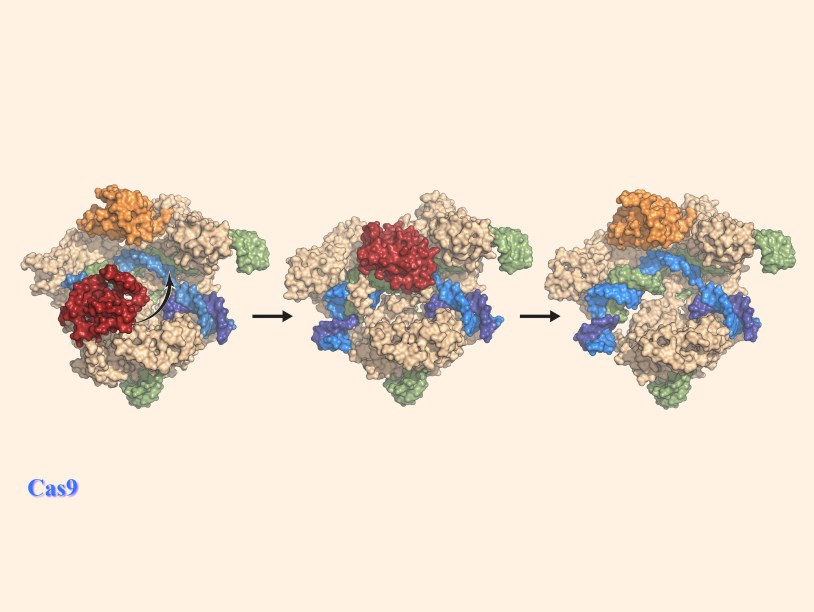Получены высокоточные изображения белка Cas9 за работой