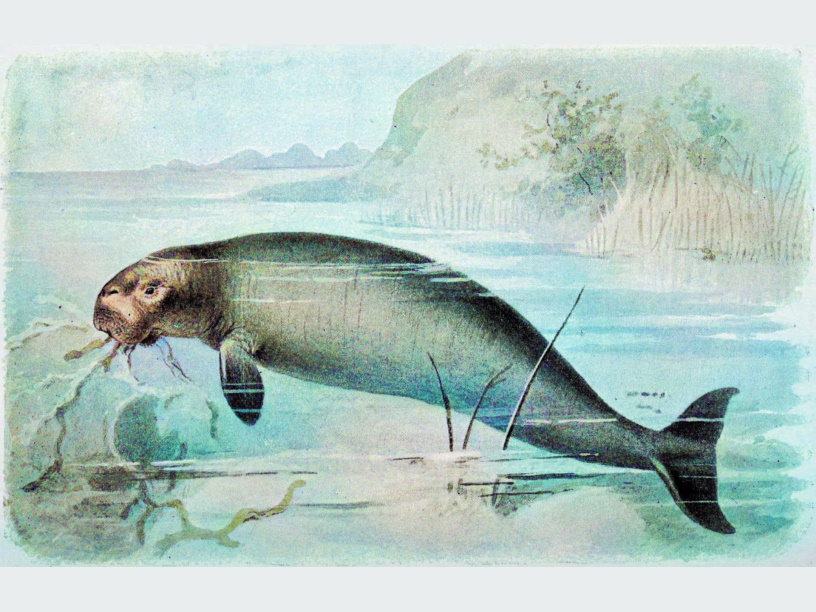 Ученые прочитали геном вымершей стеллеровой коровы