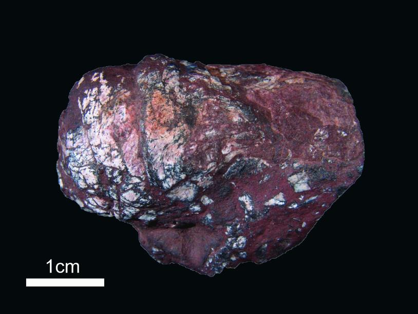На юге Бразилии найдены древнейшие яйца ленточных червей