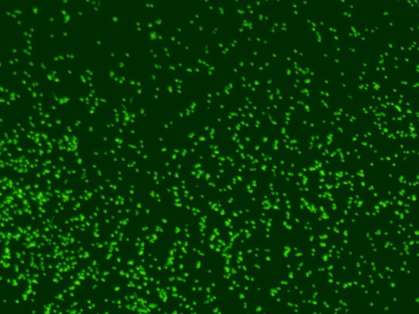 Бактерии из океанских отложений возрастом более ста миллионов лет ожили в лаборатории