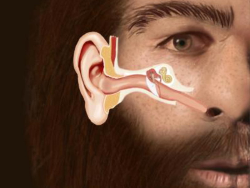 Неандертальцы страдали воспалениями среднего уха из-за неудачной формы евстахиевых труб