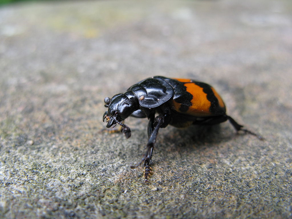 Ученые лишили жуков-могильщиков родительской заботы на протяжении 30 поколений