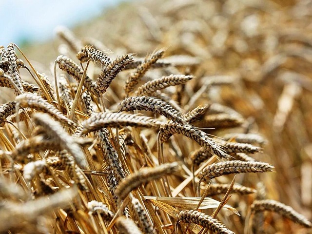 Пшеничный кризис