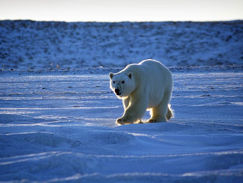 «Роснефть» изучит ключевых животных Арктики