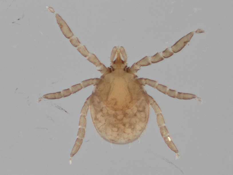 По загадочным причинам на юге США зоологи могут поймать только взрослых клещей