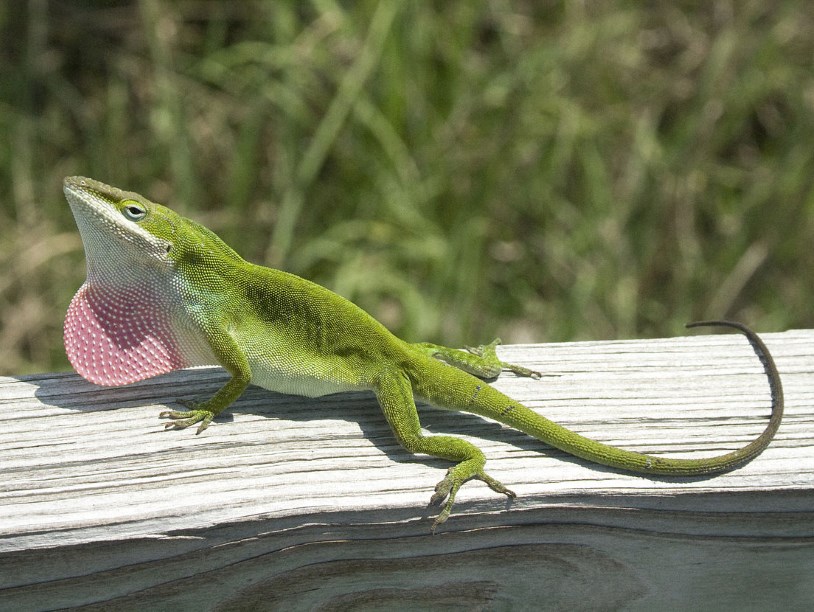 Тренировки ящериц не помогают им выжить в дикой природе