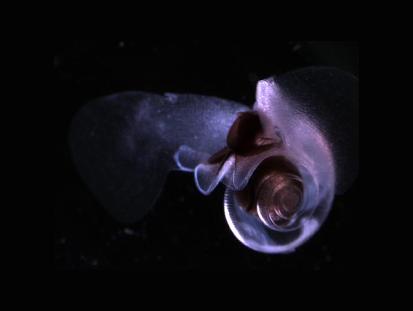 Морская улитка летает под водой