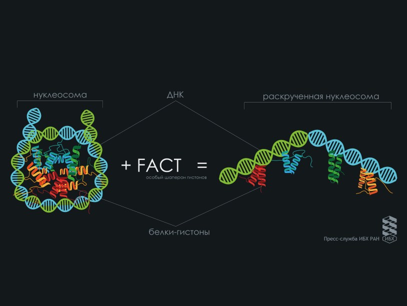 Белковый комплекс FACT способен раскручивать нуклеосому без затрат энергии