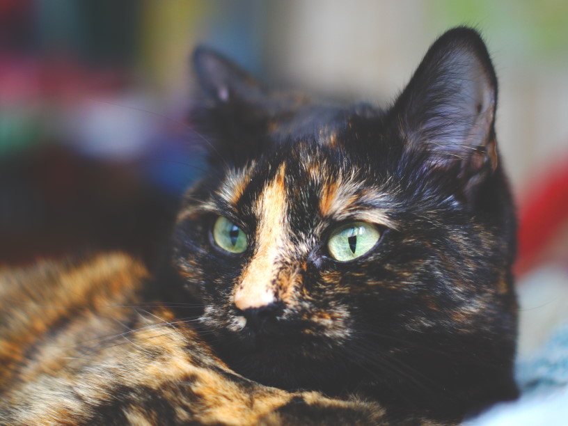 Особая кошачья музыка помогает кошкам пережить стресс при посещении ветеринара