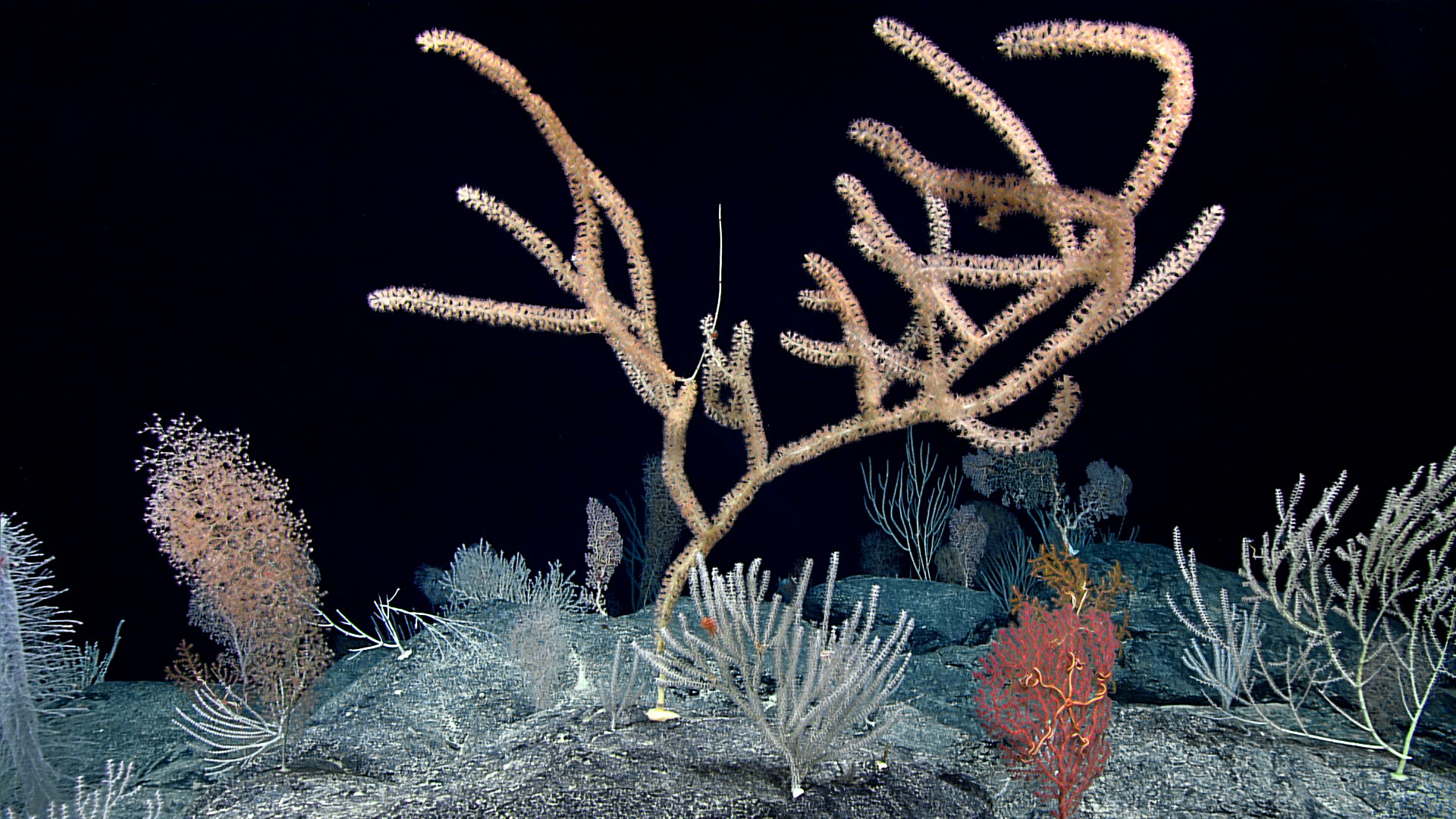 Глубоководные кораллы, некоторые из которых являются биолюминесцентными. Фото: NOAA Office of Ocean Exploration and Research