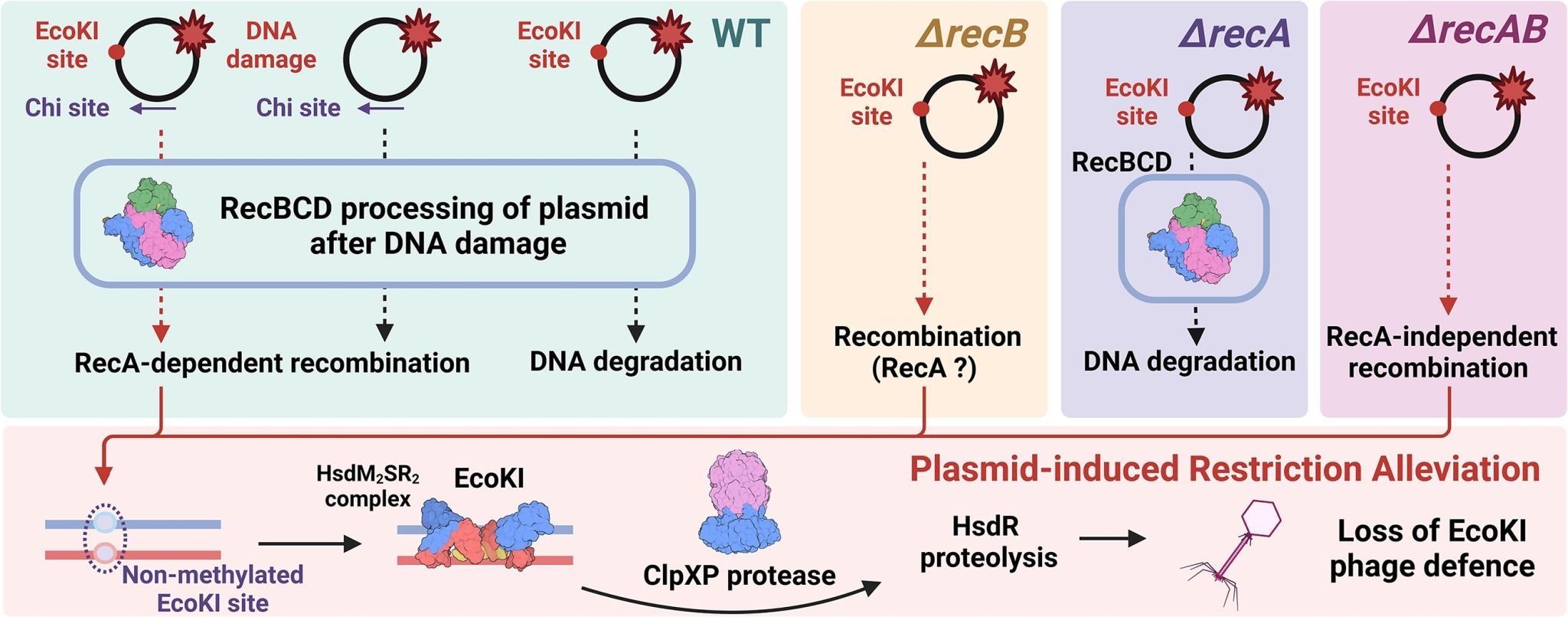  Графическая аннотация исследования. Источник: RecA-dependent or independent recombination of plasmid DNA generates a conflict with the host EcoKI immunity by launching restriction alleviation.