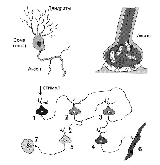  Вверху слева: нейрон; вверху справа: синапс. Внизу: пример нейронной сети